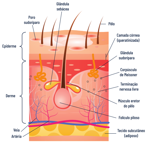 Ilustração em corte transversal da pele humana mostrando suas principais estruturas anatômicas, incluindo epiderme, derme e tecido subcutâneo, com folículos pilosos, pelos, glândulas sebáceas, glândulas sudoríparas, poros, vasos sanguíneos, terminações nervosas, corpúsculo de Meissner e músculo eretor do pelo identificados por legendas.