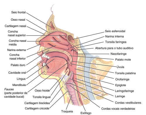 Ilustração anatômica em corte sagital da cabeça e do pescoço humanos, identificando estruturas das vias aéreas e digestivas superiores, incluindo cavidade nasal, seios paranasais, palato, língua, faringe, laringe, epiglote, traqueia, esôfago e cordas vocais.