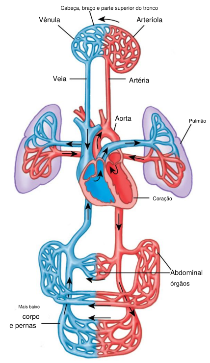 Diagrama esquemático da circulação sanguínea humana mostrando o coração, os pulmões e os principais vasos sanguíneos. O sangue venoso (em azul) retorna das partes superior e inferior do corpo pelas veias ao coração, segue para os pulmões para oxigenação e retorna ao coração. O sangue arterial (em vermelho) é então bombeado pela aorta para os órgãos, cabeça, braços, tronco e pernas. O esquema identifica artérias, arteríolas, capilares, vênulas, veias, aorta, coração e pulmões, com setas indicando o sentido do fluxo sanguíneo.