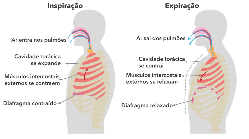 Diagrama da mecânica respiratória mostrando inspiração e expiração. Na inspiração, o tórax se expande e o diafragma desce para a entrada de ar nos pulmões. Na expiração, o tórax se contrai e o diafragma sobe, expulsando o ar dos pulmões.