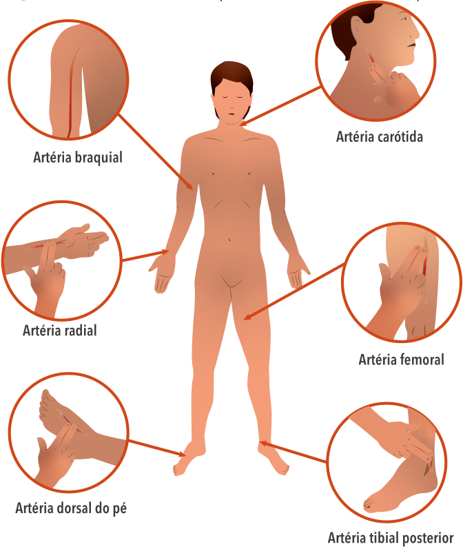 Ilustração anatômica mostrando os principais pontos de palpação do pulso arterial no corpo humano: artéria carótida no pescoço, artéria braquial no braço, artéria radial no punho, artéria femoral na virilha, artéria tibial posterior no tornozelo e artéria dorsal do pé, com detalhes ampliados da posição dos dedos para a palpação.